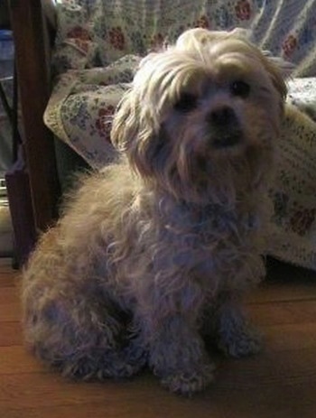 Close up front side view - A curly haired light brown Peke-A-Poo is sitting on a hardwood floor and behind it is a wooden couch. It is looking forward.